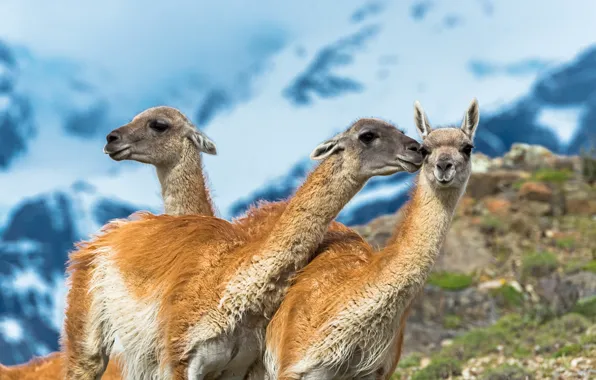 Picture face, trio, Lama, blue sky