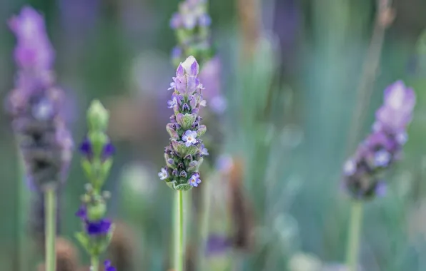 Picture flowers, nature, plant, lavender