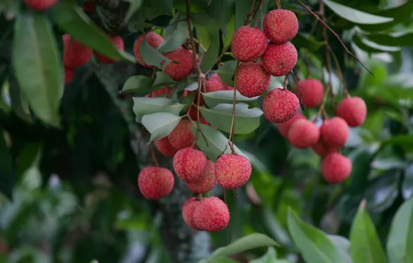 Leaves, branches, fruit, fruit, bokeh, Chinese, lychee