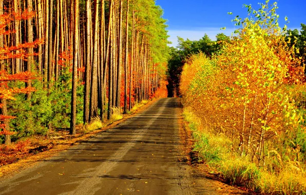 Picture road, autumn, forest, trees, falling leaves, the colors of autumn
