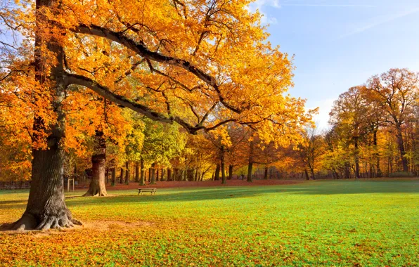 Picture autumn, grass, leaves, trees, landscape, bench, nature, Park