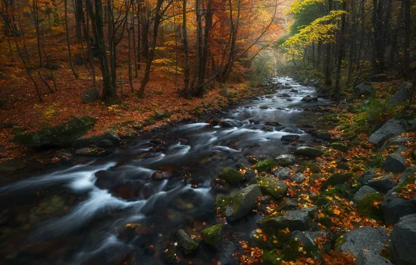 Picture autumn, forest, leaves, nature, stream, stones