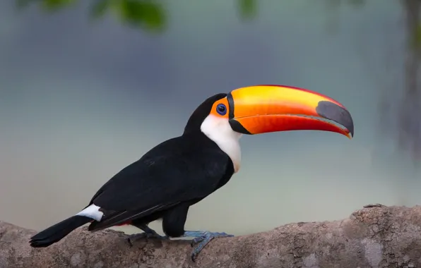 Picture background, bird, branch, beak, Toucan
