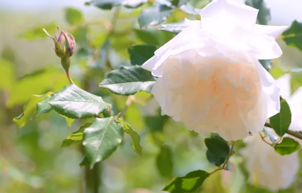 Rose, petals, rosebud