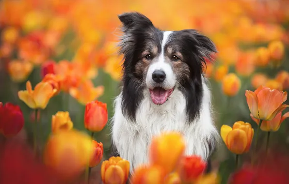 Language, look, flowers, nature, pose, bright, portrait, dog