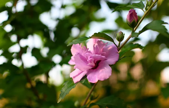 Flower, leaves, pink, branch, buds, flowering, bokeh, hibiscus