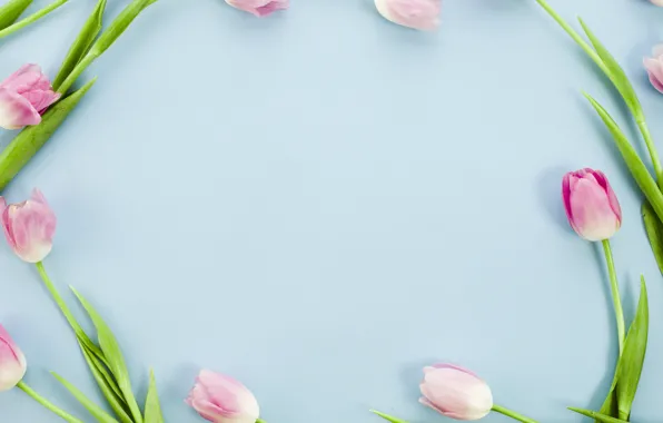 Flowers, tulips, pink, pink, flowers, tulips, spring