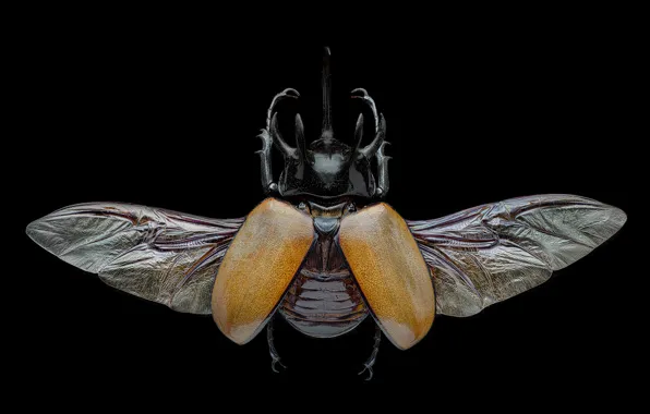 Macro, yellow, wings, beetle, insect, black background, the view from the top, symmetry