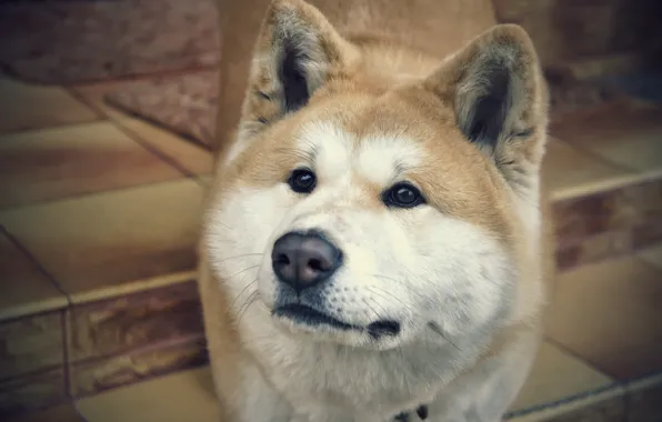 Picture animal, different, Akita inu