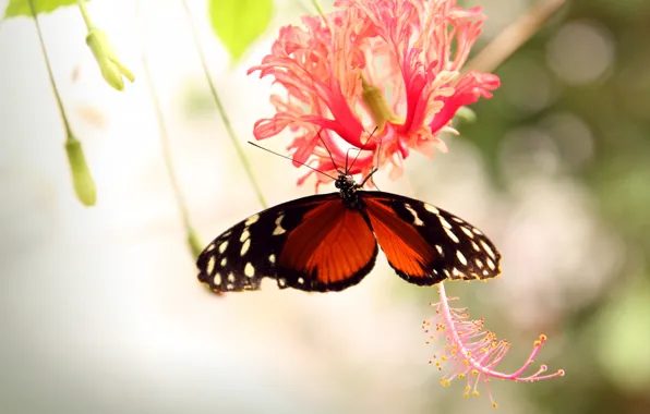 Flower, macro, butterfly, stamens, light background, pistil, bokeh