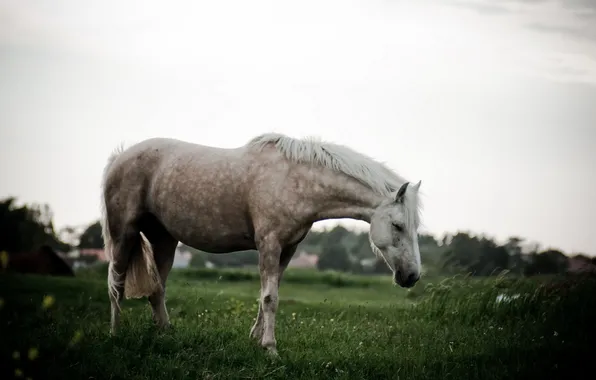Nature, background, horse