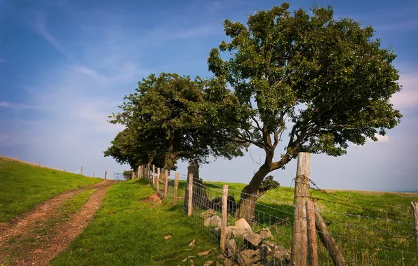 Greens, summer, grass, trees, nature, photo, tree, landscapes