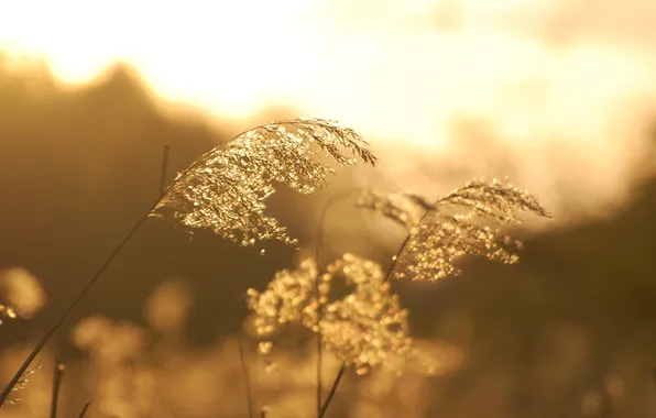 Picture light, morning, grass, in the field, Shine, blade