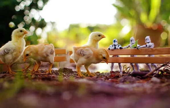 Picture macro, toys, chickens, star wars, zahir batin