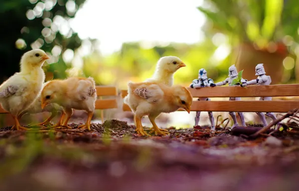 Macro, toy, chickens, Star Wars, zahir batin
