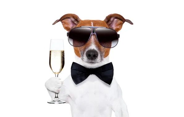 Butterfly, glass, humor, glasses, white background, champagne, gentleman, dog