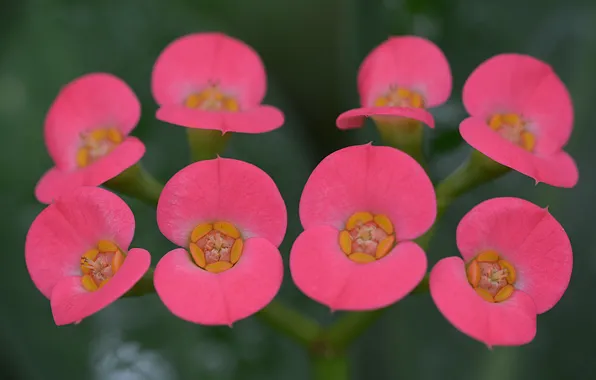 Picture pink, flowers, Flowers, pink