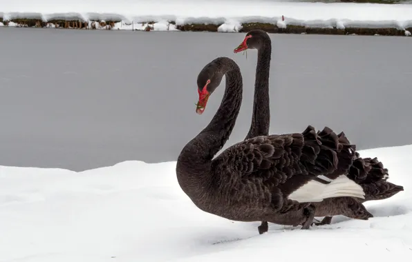 Winter, snow, birds, shore, two, pair, Swan, a couple