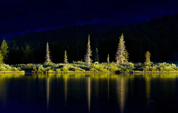 Light, trees, darkness, line