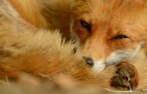 Picture look, face, close-up, Fox, tail, lies