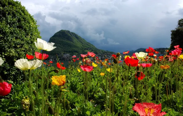 PETALS, GREENS, RED, WHITE, GLADE, YELLOW, LAWN