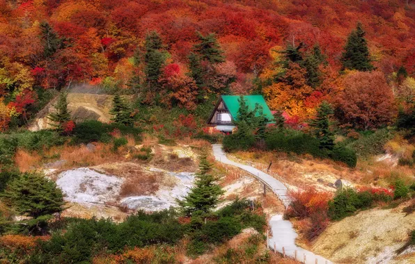 Autumn, forest, house, the bridge, path, the colors of autumn