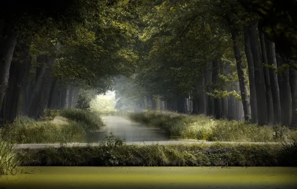 Summer, nature, Park