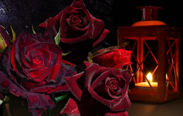 Picture rose, bouquet, lantern, still life, baccarat