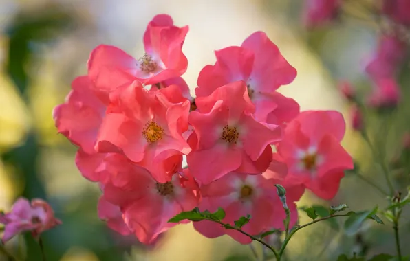 Rose, Bud, rose, flowering, bloom, Bud