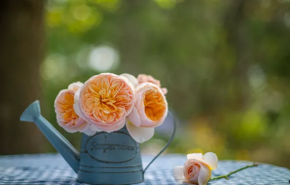 Roses, lake, tablecloth