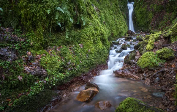 Greens, forest, grass, stream, stones, waterfall, moss, Scotland