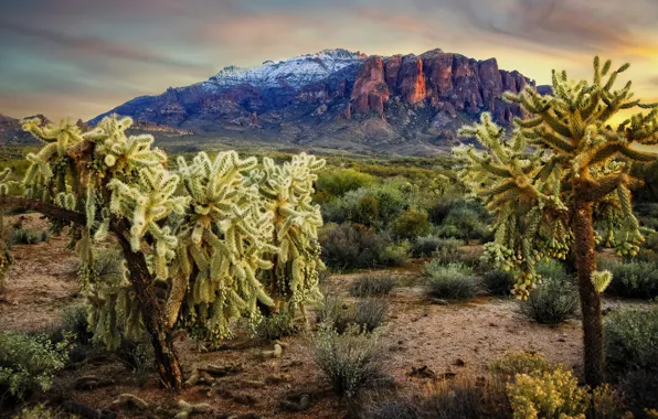 Landscape, mountains, nature, AZ, cacti, USA, Apache Junction