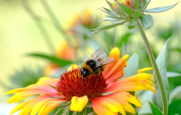 Flower, macro, bumblebee, Gaylardiya