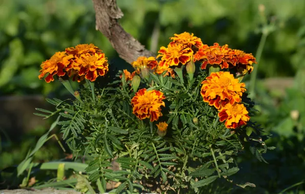 Flowers, garden, marigolds