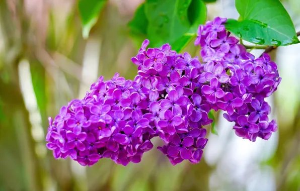 Picture bright, branches, flowers, lilac, flowering, spring, inflorescence