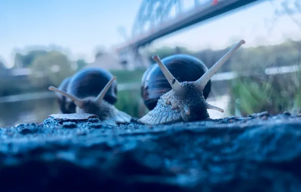 Macro, bridge, snails, tentacles, pond, the Moscow river