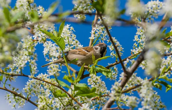 Birds, nature, spring, Sparrow, Bird cherry blossoms
