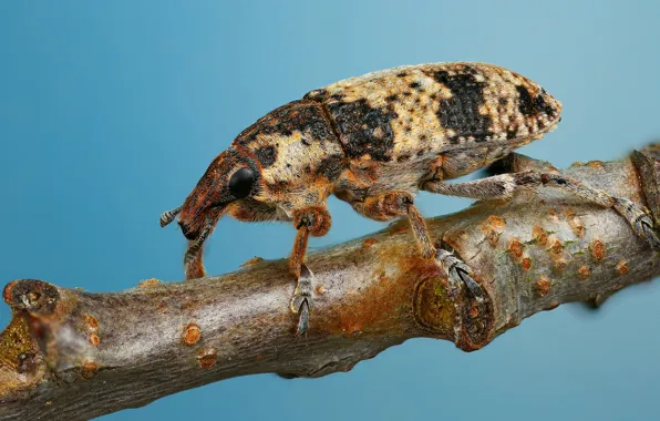 Macro, background, blue, beetle, branch, bark, spotted, weevil