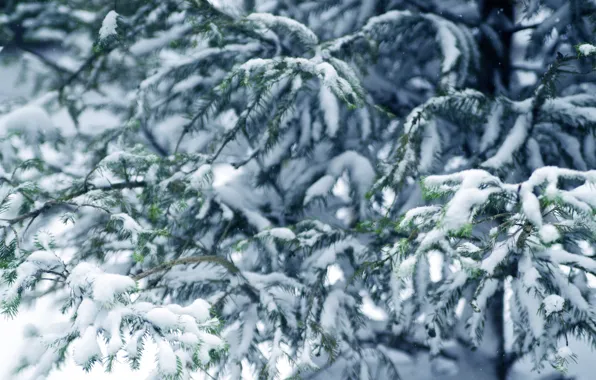 Picture winter, snow, tree, winter, snow, fir tree, fir-tree branches