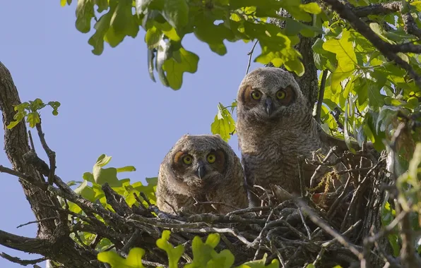 Picture tree, socket, owls, Chicks, Great horned owl