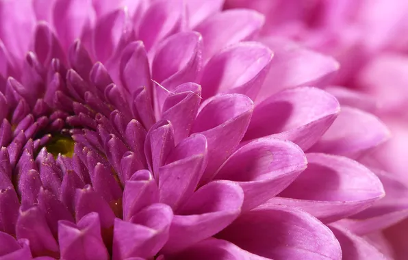 Macro, flowers, pink