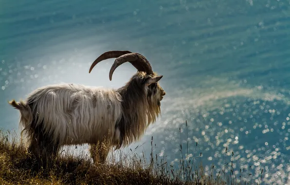Nature, background, Ferel Goat
