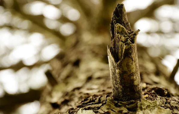 Picture macro, branches, nature, tree, focus, bark, macro, crown