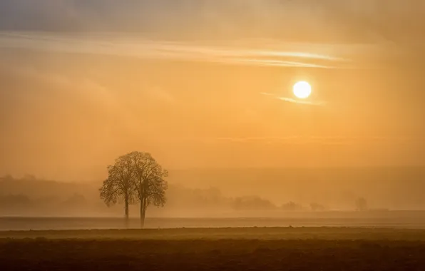 Field, the sun, trees, fog, morning
