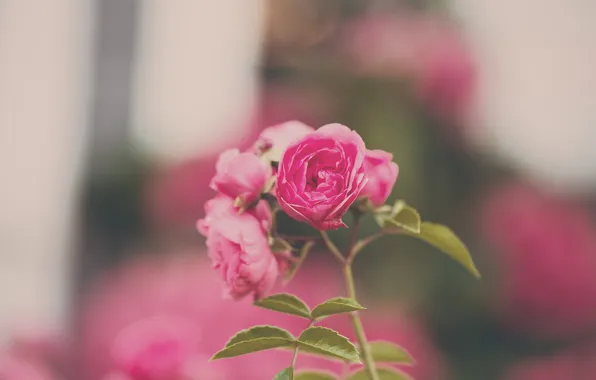 Flowers, rose, petals, pink