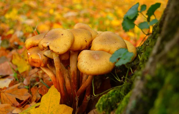 Picture Autumn, Mushrooms, Fall, Foliage, Autumn, Leaves, Mushrooms
