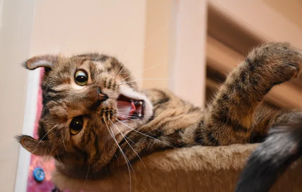 Cat, yawns, cat