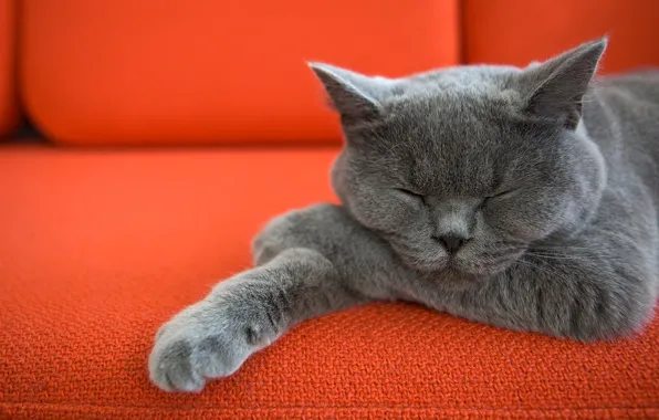 Cat, sofa, cat, legs, sleeping