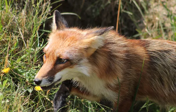 Picture grass, look, muzzle, Fox, red, redfox
