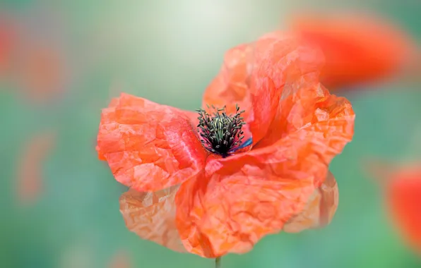 Flower, macro, red, Mac, Maki, blur, green background